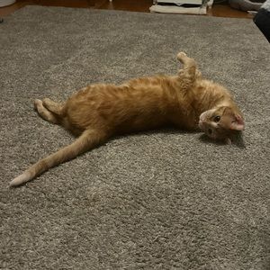 Meet your Posher, Lexis